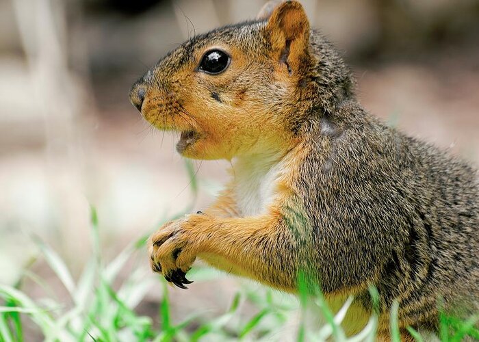 Fox Squirrel Greeting Card featuring the photograph Mouthy Fox Squirrel by Don Northup