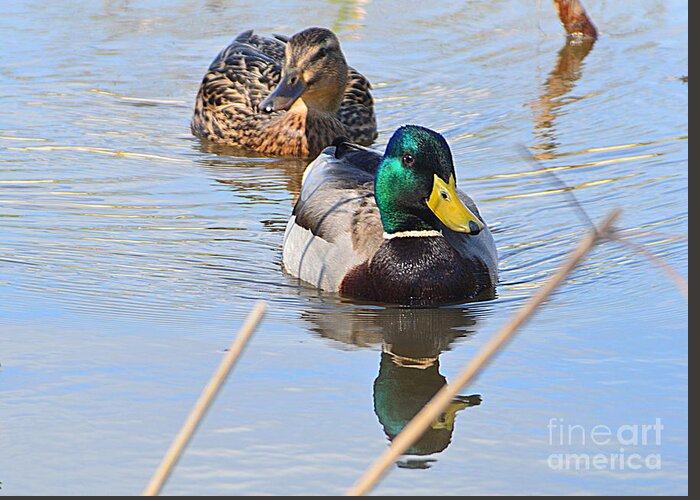 Mr And Mrs Duck Greeting Card featuring the photograph Mr and Mrs Duck by Andy Thompson