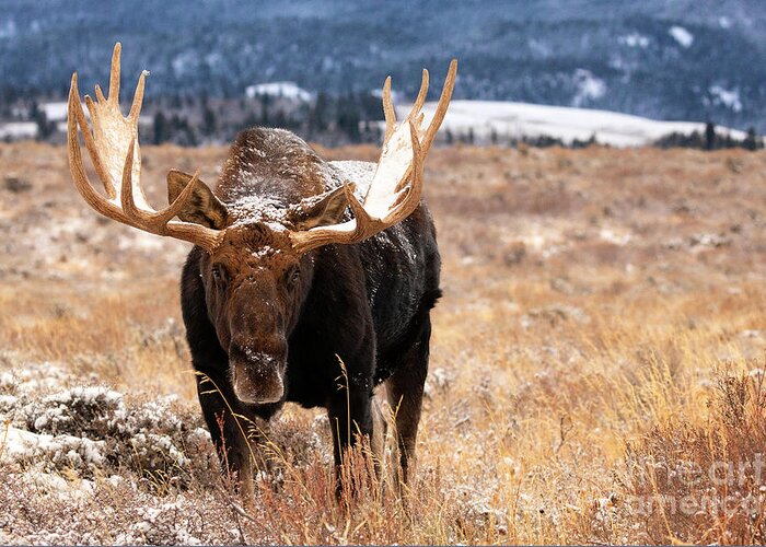 Moose Greeting Card featuring the photograph November Bull by Aaron Whittemore