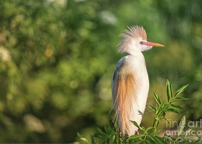 Cattle Egret Greeting Card featuring the photograph Mr. Sunshine by Mary Lou Chmura