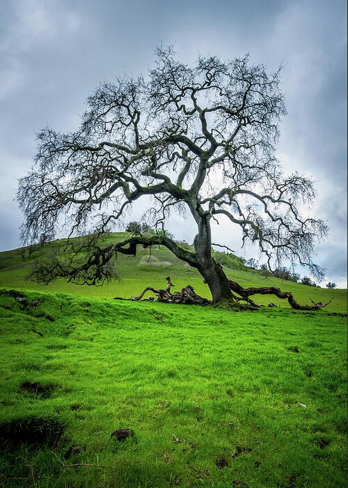 Adventure Greeting Card featuring the photograph Mt Diablo Oak Tree by Scott McGuire