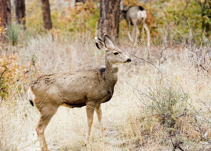 Animal Themes Greeting Card featuring the photograph Mule Deer Does by Swkrullimaging