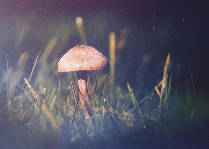 Mushroom Greeting Card featuring the photograph Mushroom Night by Jaroslav Buna