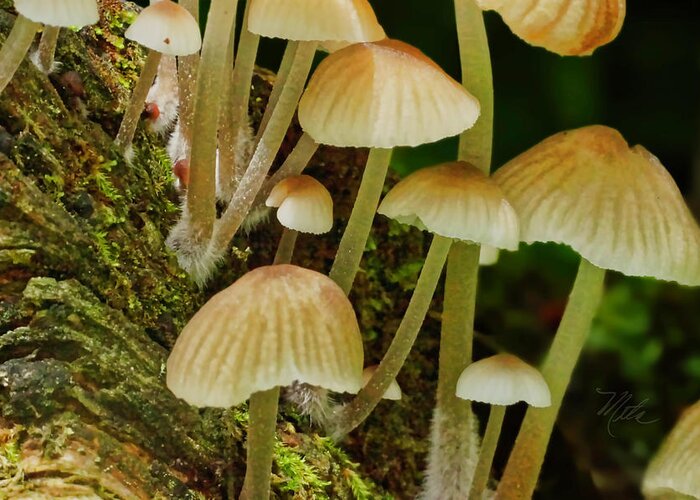 Macro Photography Greeting Card featuring the photograph Mushrooms by Meta Gatschenberger
