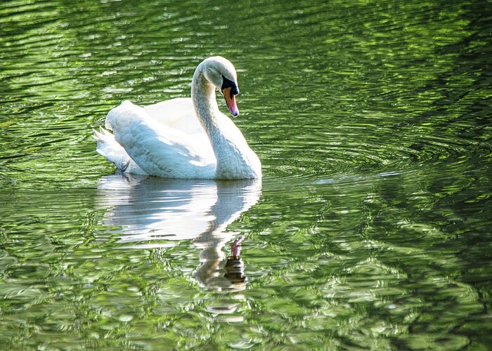 Mute Swan Greeting Card featuring the photograph Mute Swan on Green by Mary Ann Artz