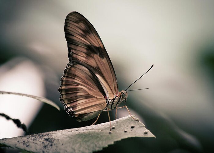 Muted
Butterfly Greeting Card featuring the photograph Muted by Chris Moyer