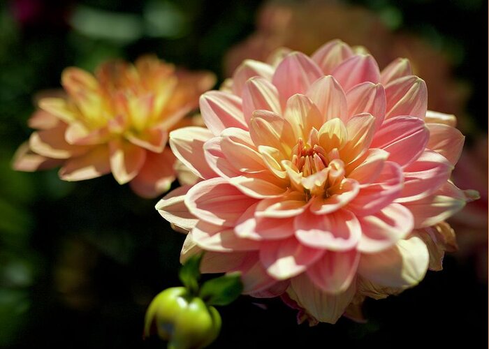 Dahlia Greeting Card featuring the photograph My Forever by Todd Kreuter