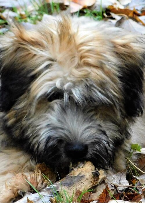 Wheaten Terrier Puppy Greeting Card featuring the photograph - My stick by THERESA Nye