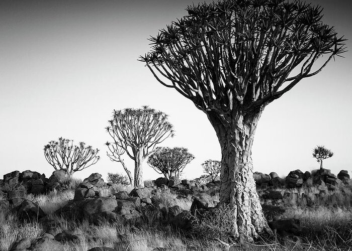 Namibia Quiver Trees Greeting Card featuring the photograph Namibia Quiver Trees by Nina Papiorek