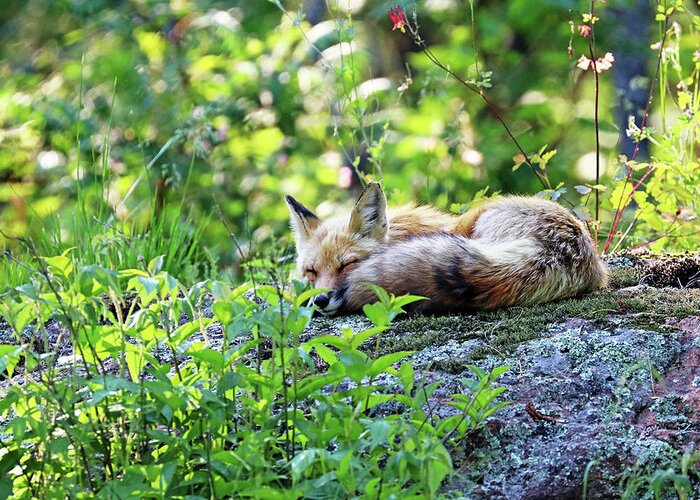 Fox Greeting Card featuring the photograph Nap Time For Red Fox I by Debbie Oppermann