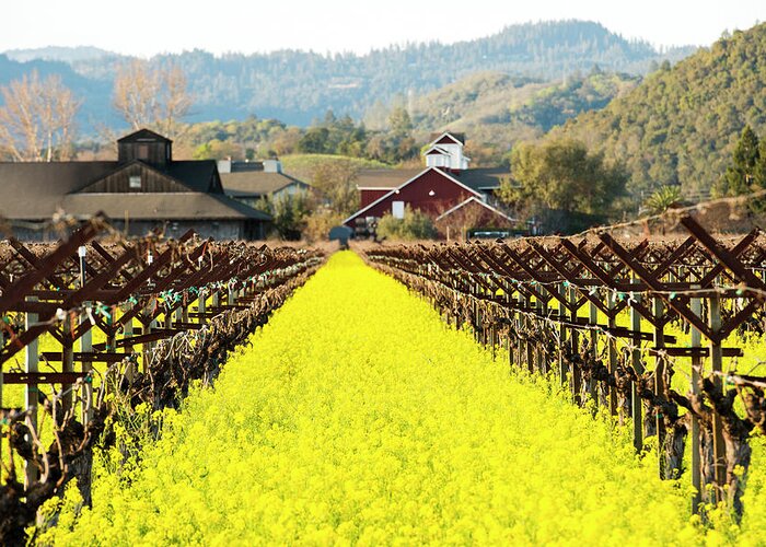 Napa Valley In Winter Greeting Card featuring the photograph Napa Valley In Winter by Lance Kuehne
