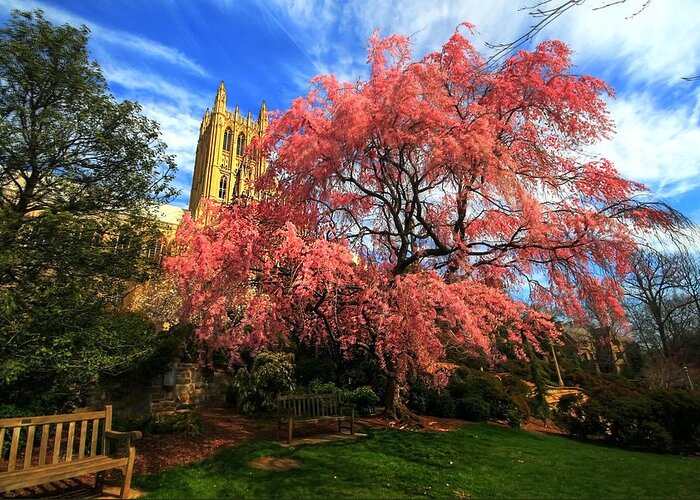 Tranquility Greeting Card featuring the photograph National Cathedral Blossoms by L. Toshio Kishiyama