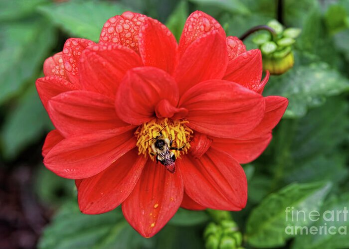 Flower Greeting Card featuring the photograph Natures Nectar by Joan Bertucci