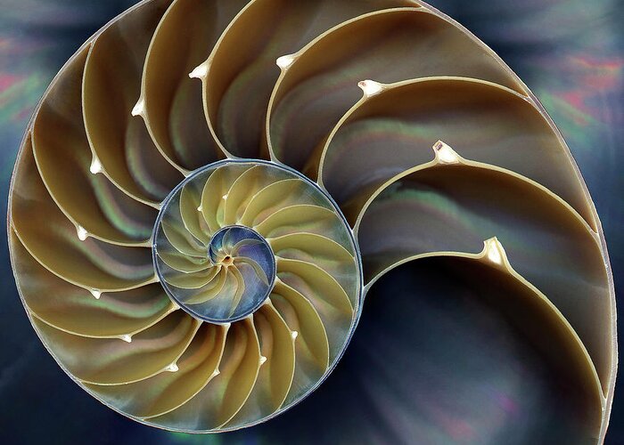 Cephalopod Greeting Card featuring the photograph Nautilus by 0049-1215-16-2610334597