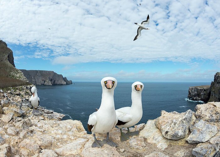 Animal In Habitat Greeting Card featuring the photograph Nazca Boobies On Wolf Island by Tui De Roy