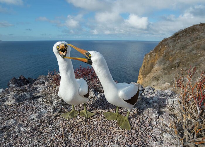 Animal Greeting Card featuring the photograph Nazca Booby Couple Courting by Tui De Roy