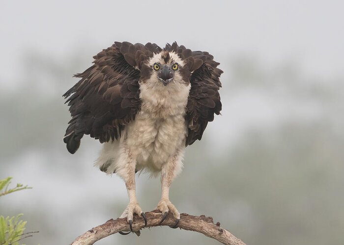Osprey Greeting Card featuring the photograph Nervous To Fly Today !!!! by Alfred Forns