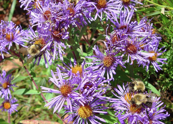 New England Aster Greeting Card featuring the photograph New England Aster 16 by Amy E Fraser