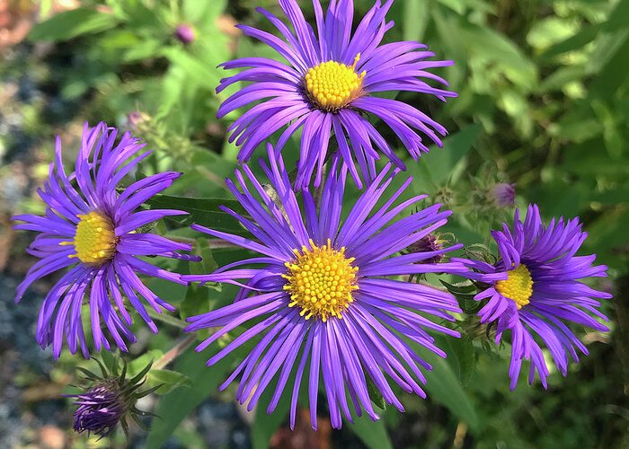 New England Aster Greeting Card featuring the photograph New England Aster 6 by Amy E Fraser