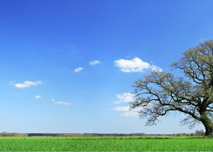 Scenics Greeting Card featuring the photograph Nicely Shaped Oak Tree by Avtg