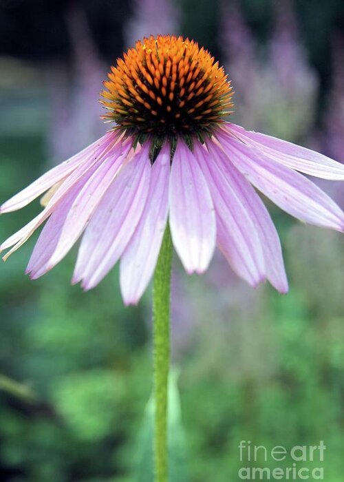 Purple Daisy Greeting Card featuring the photograph No Moment Like the Present by Mary Lou Chmura