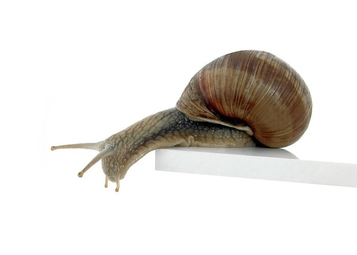Risk Greeting Card featuring the photograph Normalsnail by Sunny