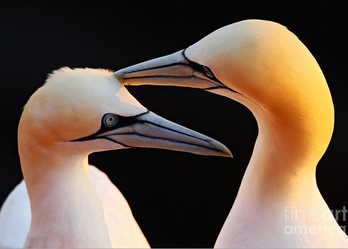 Beak Greeting Card featuring the photograph Northern Gannets Detail Head Portrait by Ondrej Prosicky