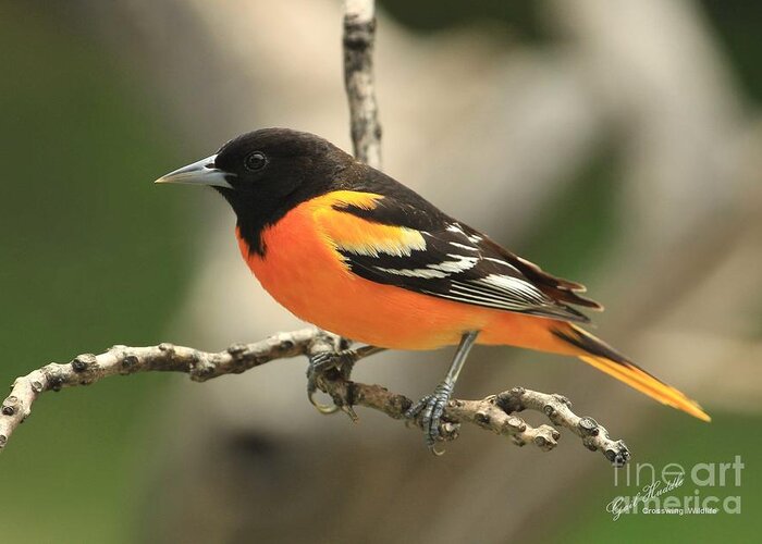 Northern Baltimore Oriole Greeting Card featuring the photograph Northern Oriole-A by Gail Huddle