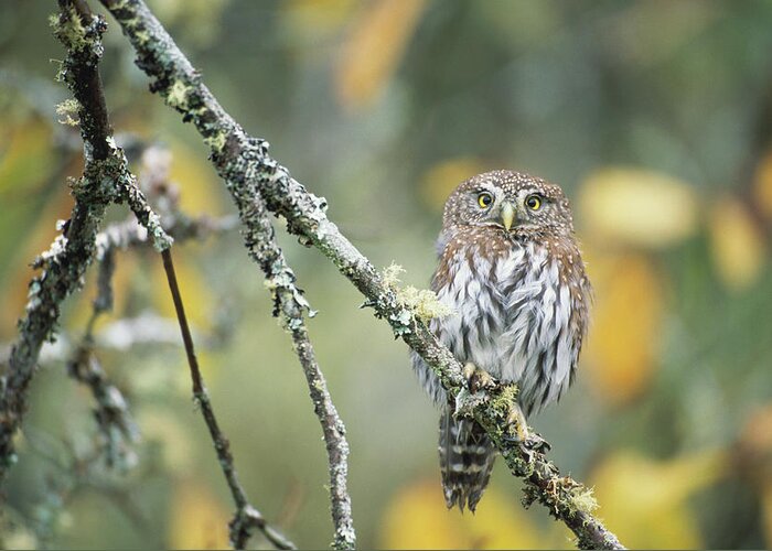 Animal Themes Greeting Card featuring the photograph Northern Pygmy-owl Glaucidium Gnoma On by Art Wolfe