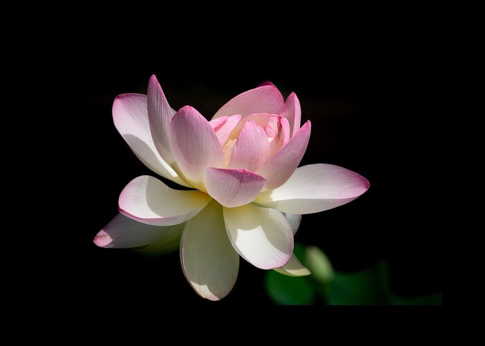 Lotus Greeting Card featuring the photograph Not Your Average Waterlily by Linda Bonaccorsi