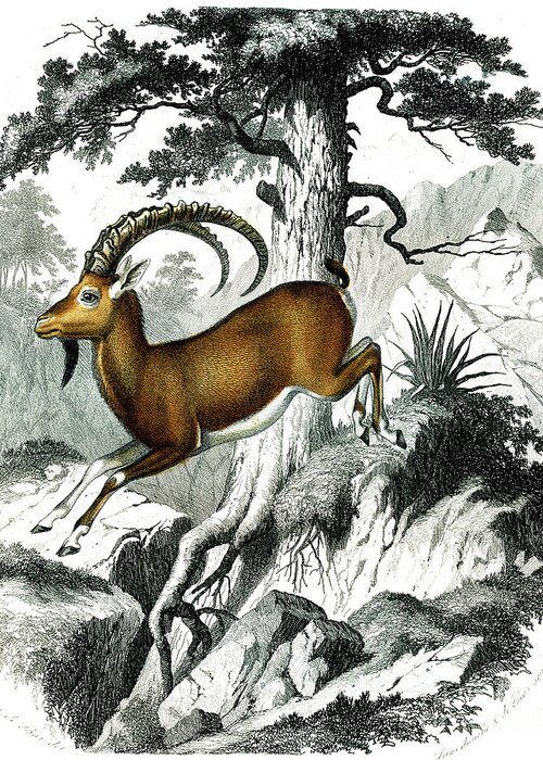 Nubian Ibex Greeting Card featuring the photograph Nubian Ibex by Collection Abecasis/science Photo Library