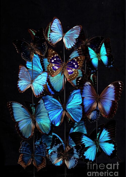 Nobody Greeting Card featuring the photograph Nymphalid Butterfly Specimens by Pascal Goetgheluck/science Photo Library