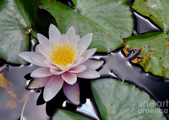 Water Greeting Card featuring the photograph Nz Waterlily by American School
