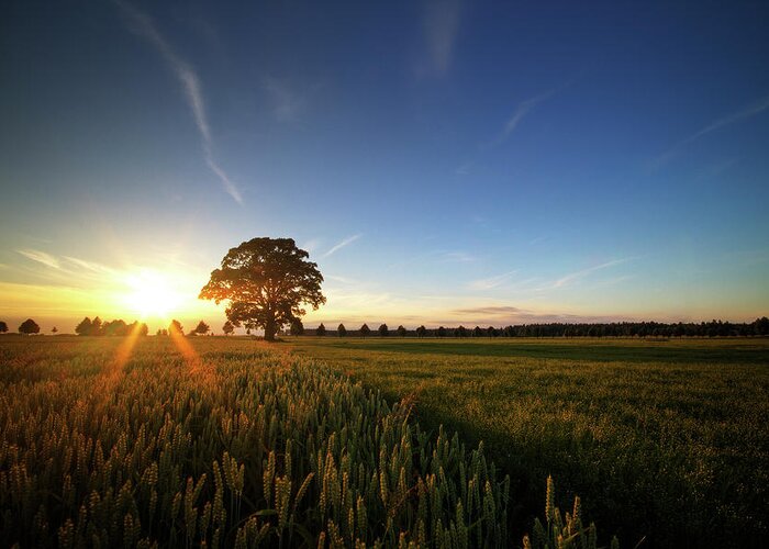 Grass Greeting Card featuring the photograph Oak Tree And Corn Field In Sunset by Johan Klovsjö