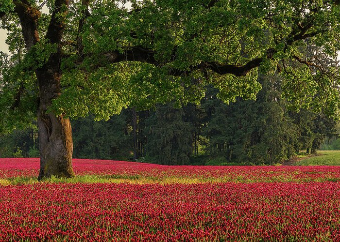 Scenics Greeting Card featuring the photograph Oak Tree In Red Clover Field by Jason Harris