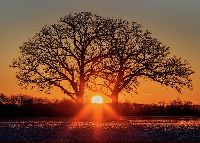 Oak Tree Twin Ice Glazed Coated Sparkle Diamond Sun Sunset Stubble Field Golden Yellow Wi Wisconsin Dane County Winter Cold Greeting Card featuring the photograph OakHenge #1 - ice coated twin oaks and stubble field backlit by sunset by Peter Herman