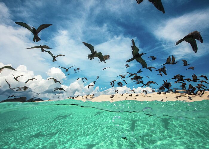 Bird Greeting Card featuring the photograph Ocean Bird by Barathieu Gabriel