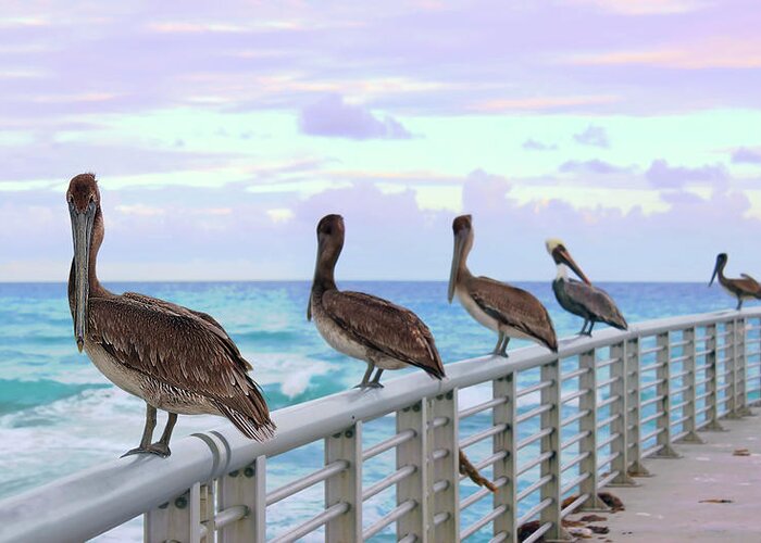 Pelican Greeting Card featuring the photograph Ocean Watching by Iryna Goodall
