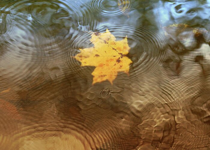 Leaf Greeting Card featuring the photograph October Rain by Rob Blair