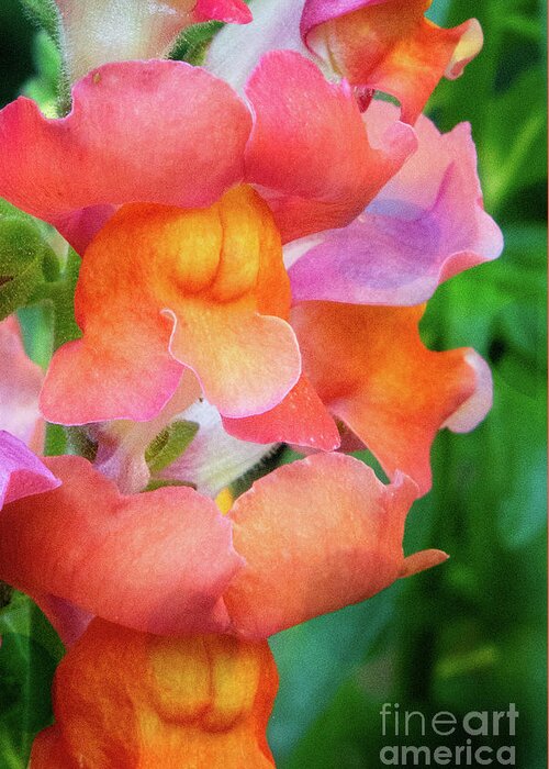 Snapdragon Greeting Card featuring the photograph Oh Snap by Kathy Strauss