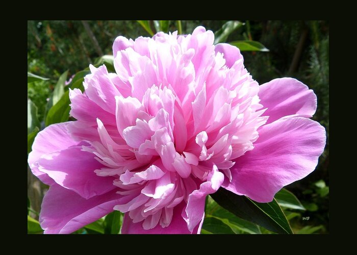 Peony Greeting Card featuring the photograph Okanagan Valley Peony by Will Borden