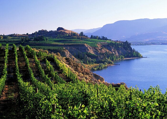 Scenics Greeting Card featuring the photograph Okanagan Vineyards Winery Scenic by Laughingmango