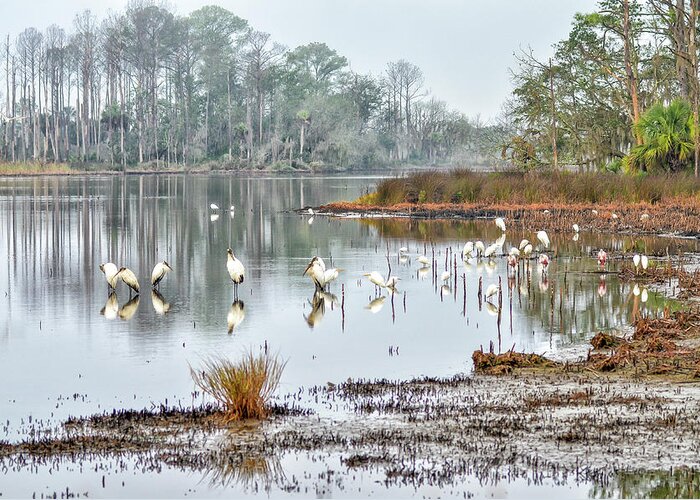 Birds Greeting Card featuring the photograph Old Rice Pond by Scott Hansen