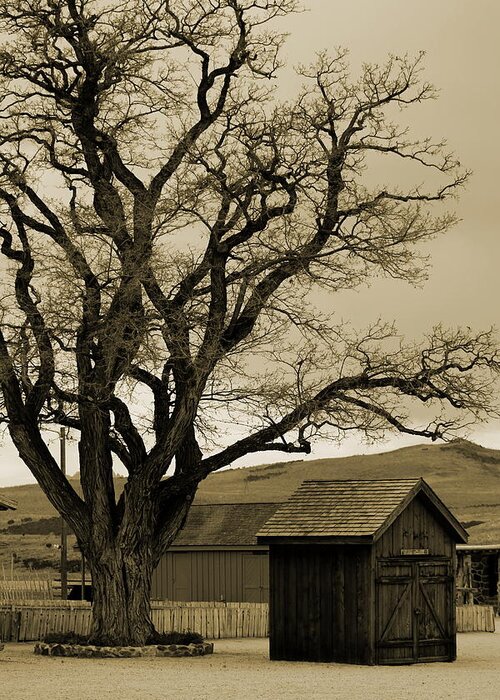 Old Shed Greeting Card featuring the photograph Old Shanty in Sepia by Colleen Cornelius