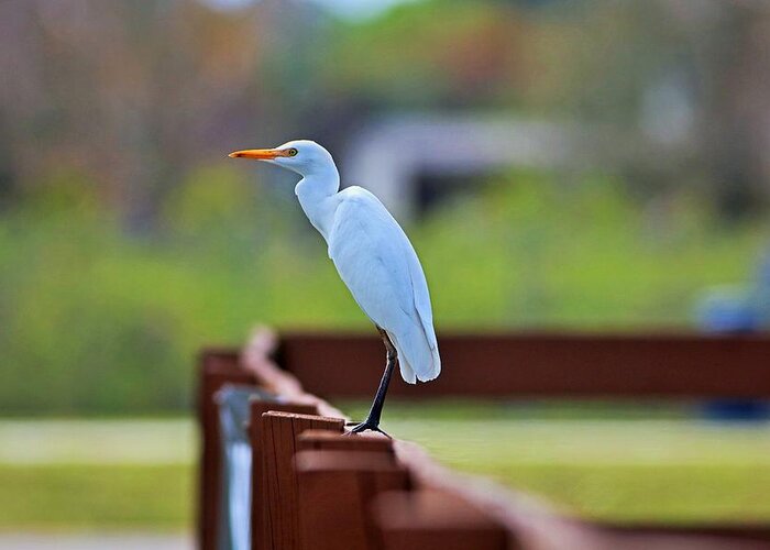 Cattle Egret Greeting Card featuring the photograph On the Rails by Michiale Schneider