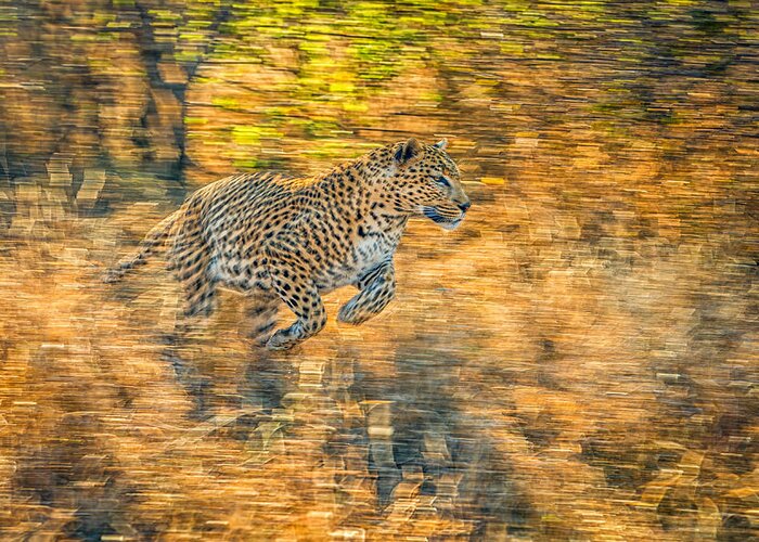 Leopard Greeting Card featuring the photograph On The Run by Jeffrey C. Sink
