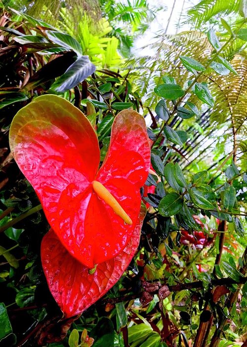  #flowersofaloha #flowers # Flowerpower #aloha #hawaii #aloha #puna #pahoa #thebigisland #oneanthuriumrobin #anthurium #robin Greeting Card featuring the photograph One Anthurium Robin by Joalene Young
