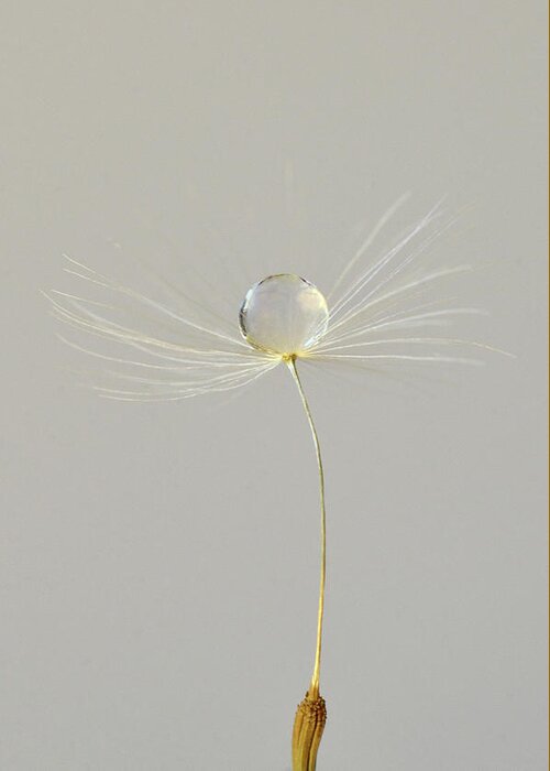 Minimal Greeting Card featuring the photograph One Drop by Michelle Wermuth