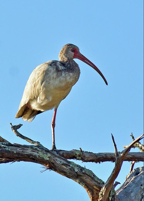 Birds Greeting Card featuring the photograph One-legged Ibis by Bruce Gourley