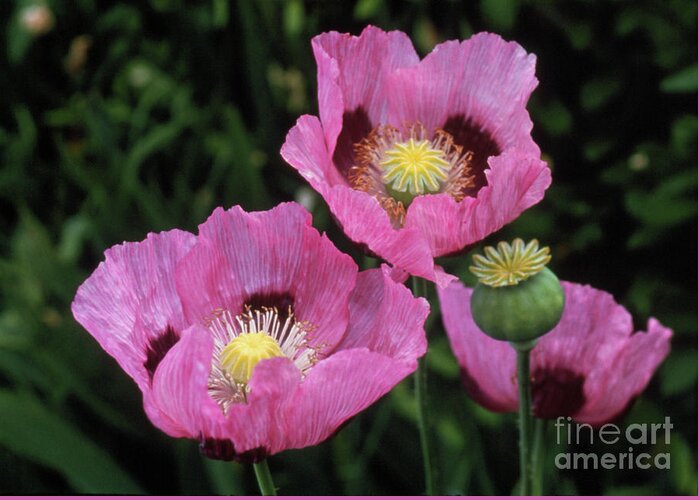 Medicinal Plant Greeting Card featuring the photograph Opium Poppy Flowers by Jerry Mason/science Photo Library